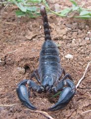 Heterometrus laoticus