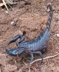 Heterometrus laoticus