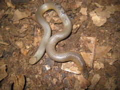 Uropeltis
