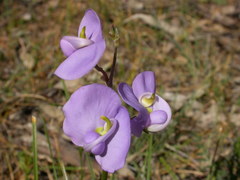 Swainsona procumbens