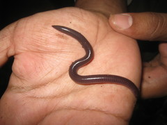 Uraeotyphlus interruptus