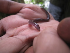 Uraeotyphlus interruptus