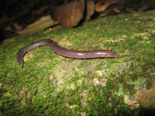 Chengalam Caecilian, Uraeotyphlus interruptus