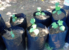 Cnidoscolus elasticus