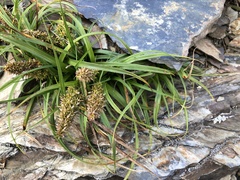 Carex satsumensis