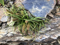 Carex satsumensis