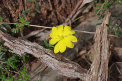 Hibbertia samaria