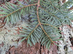 Abies homolepis