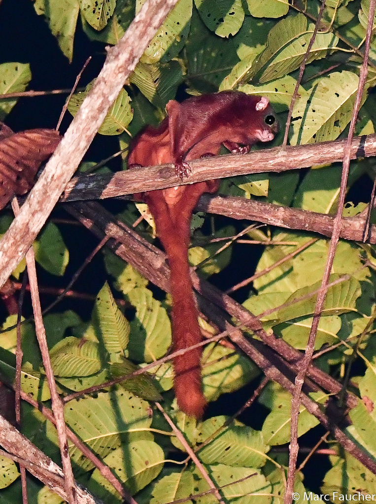 Thomas's Flying Squirrel