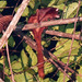Ardilla Voladora de Borneo - Photo (c) pfaucher, algunos derechos reservados (CC BY-NC), subido por pfaucher