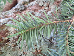 Abies homolepis