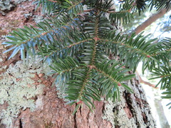 Abies homolepis