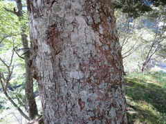 Abies homolepis