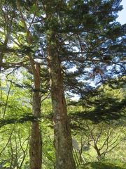 Abies homolepis