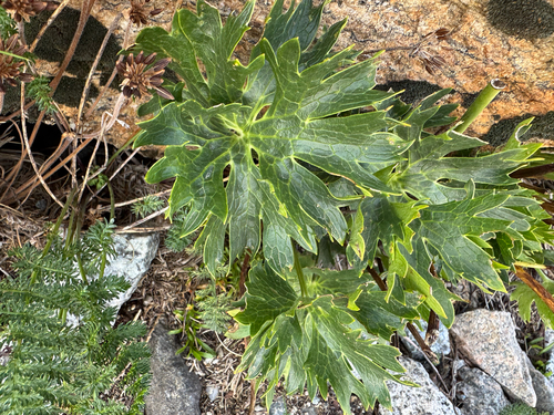 anemone buttercup (Ranunculus anemoneus)
