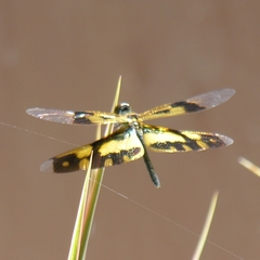 Rhyothemis variegata