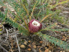 Banksia dallanneyi mellicula