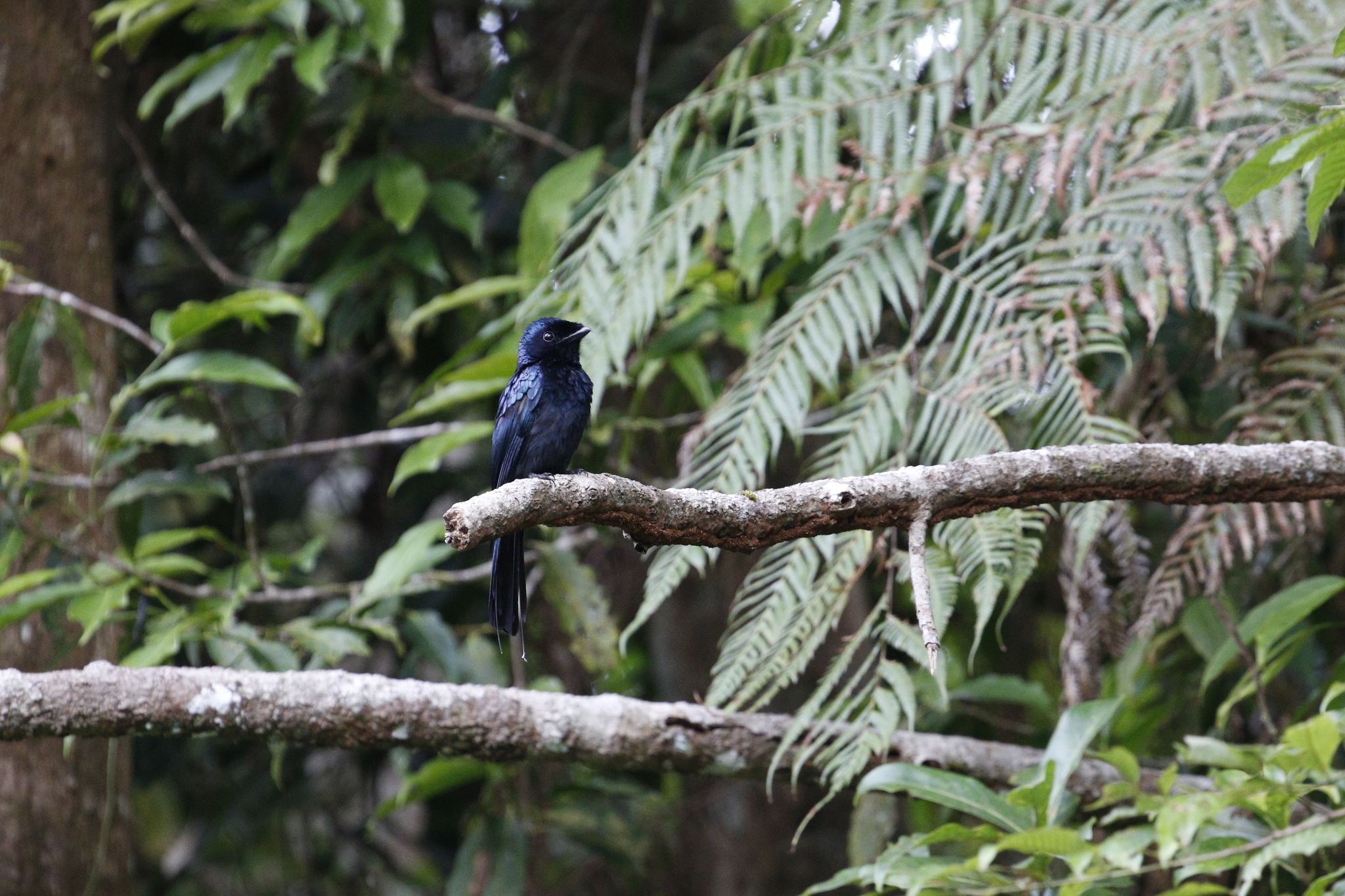 Lesser Racket-tailed Drongo (Dicrurus remifer), photo 7