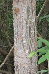 Pochota fendleri