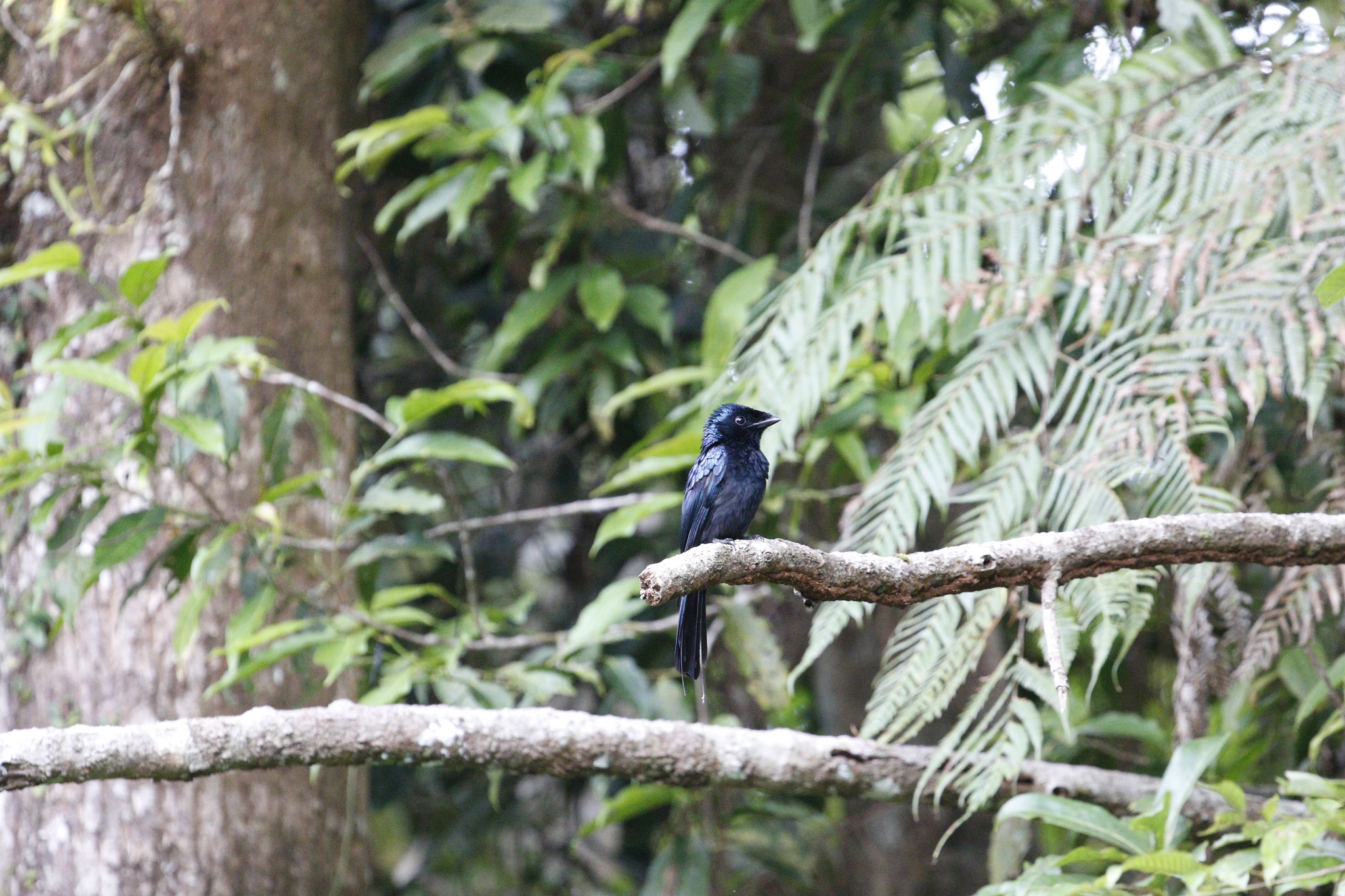 Lesser Racket-tailed Drongo (Dicrurus remifer), photo 8