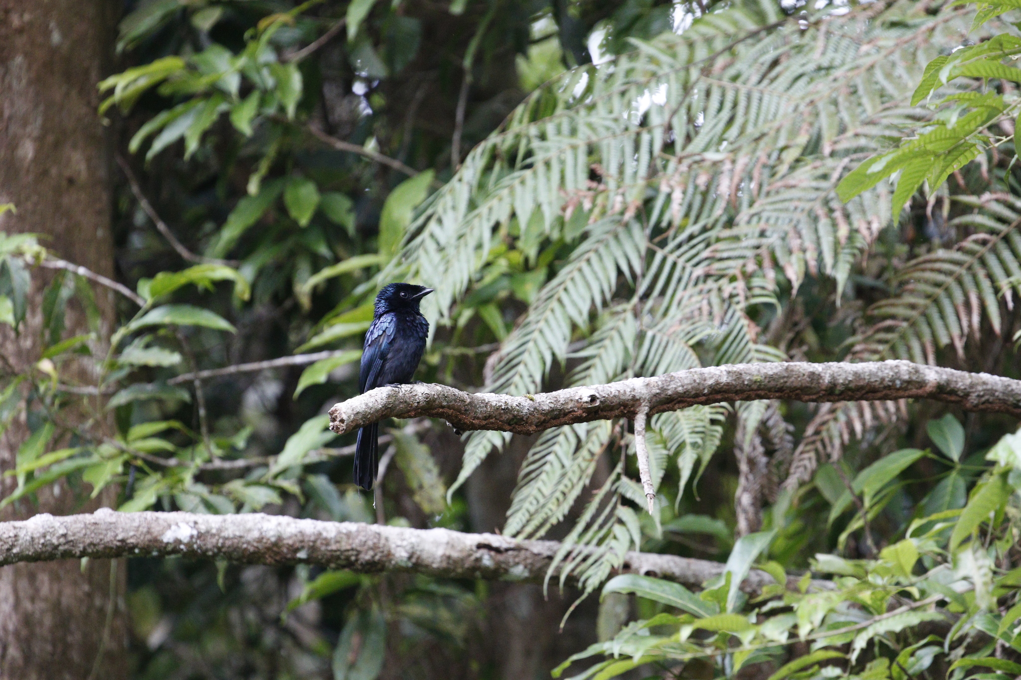 Lesser Racket-tailed Drongo (Dicrurus remifer), photo 10