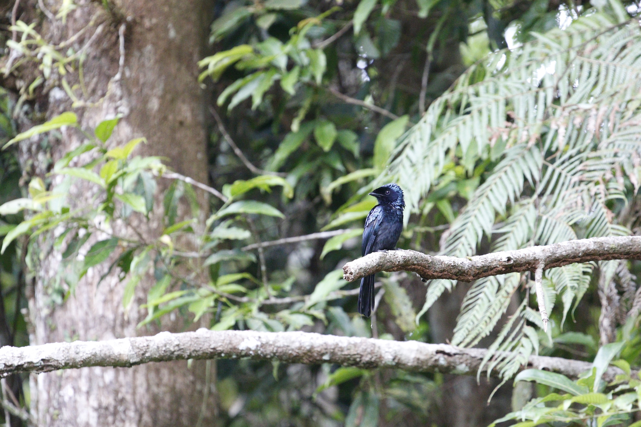 Lesser Racket-tailed Drongo (Dicrurus remifer), photo 9