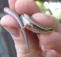 Subdoluseps bowringii