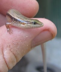 Subdoluseps bowringii