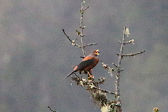 Turdus rubrocanus