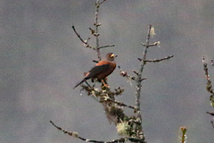 Turdus rubrocanus