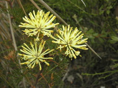 Petrophile divaricata