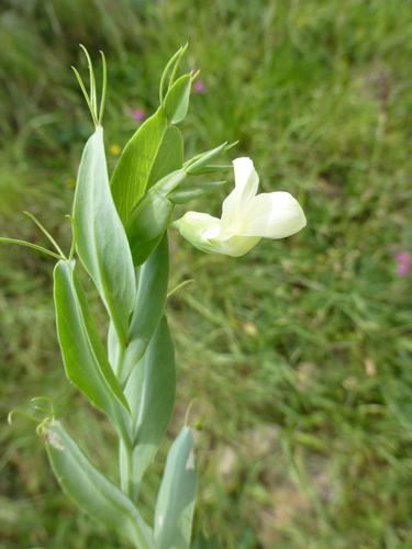 Lathyrus ochrus iNat (1)