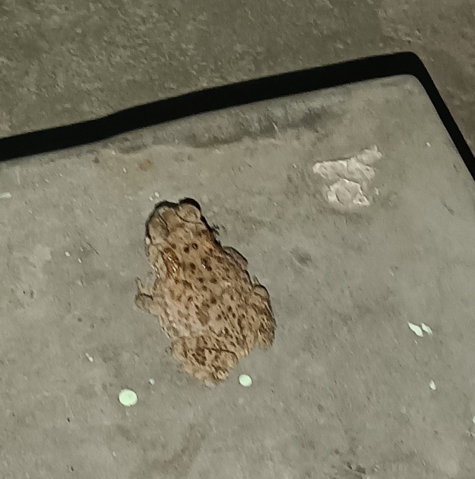 Indian Common True Toad