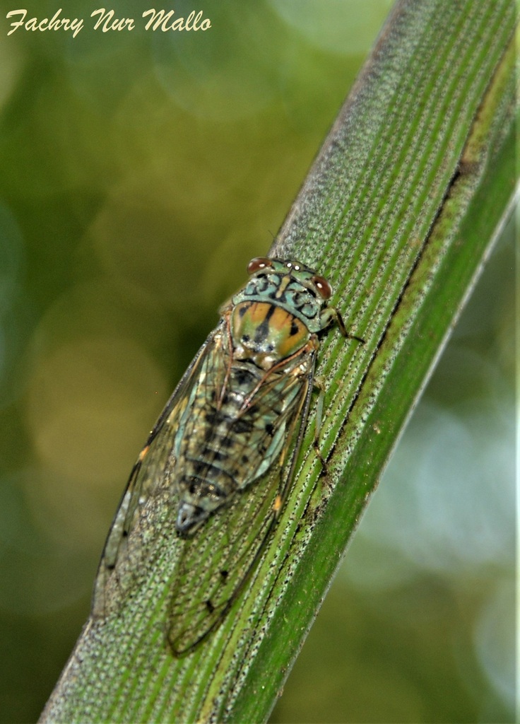 Dilobopyga latifascia