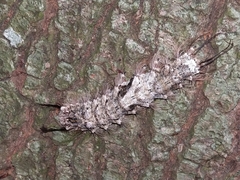 Lymantria mathura subpallida