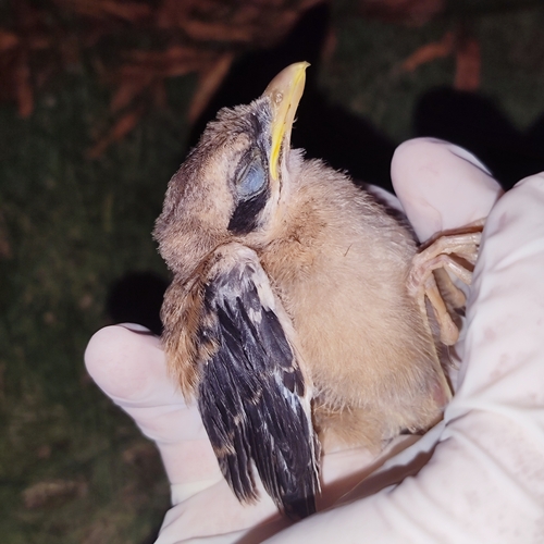Long-tailed Shrike