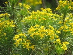 Euryops brevipapposus