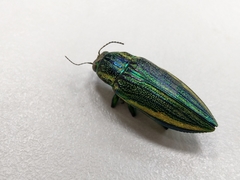 Chrysodema lewisii