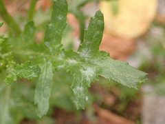 Golovinomyces fischeri