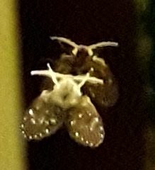 Clogmia albipunctata