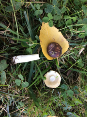 Russula versicolor