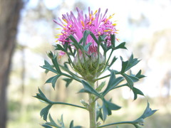 Isopogon dubius