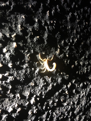 iNaturalist observation photo of Dune Devil Scorpion