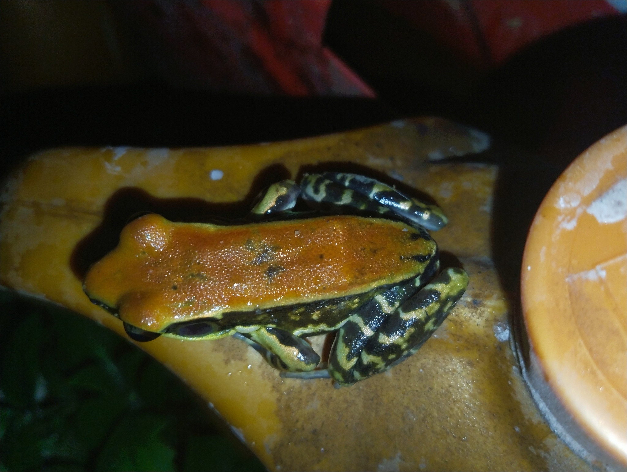 Wide-Range Fungoid Frog