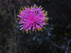Isopogon dubius