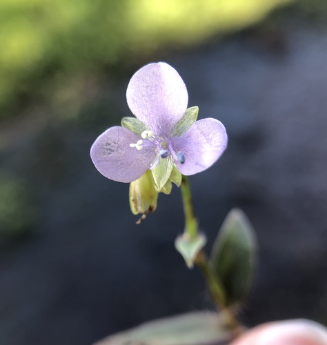 Murdannia nudiflora, 2019-10-03