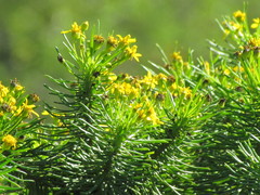 Euryops brevipapposus