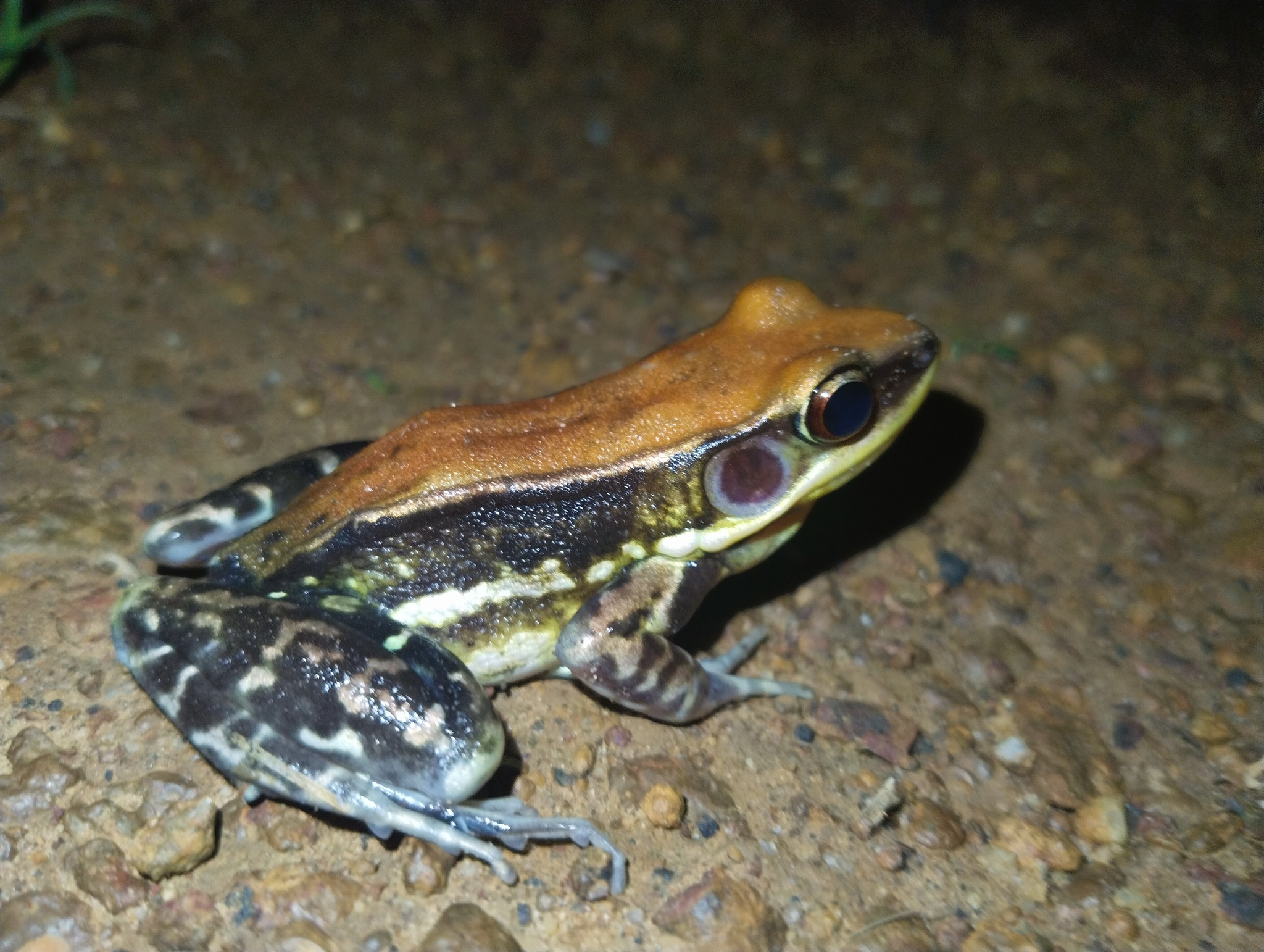 Wide-Range Fungoid Frog