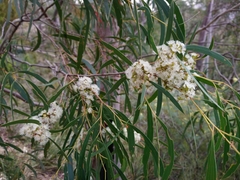 Eucalyptus amygdalina