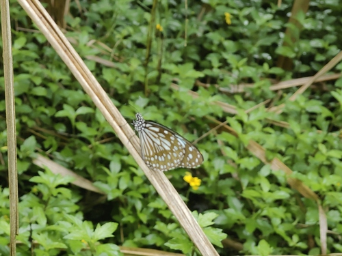 Blue Tiger